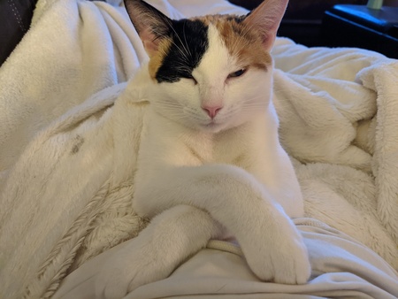 Chuli