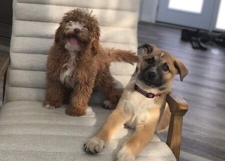 Pizza Man and Trixy