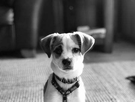 Eddie