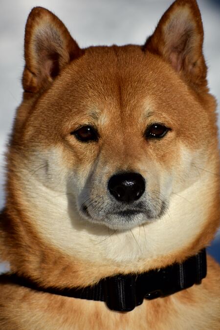 Todd