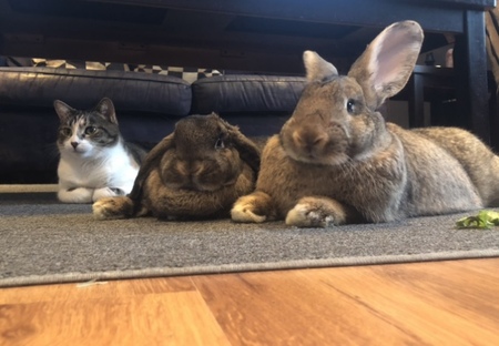 Spring & Minnie & Harley