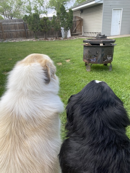 Barney and Bear (RIP)