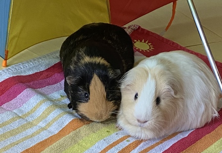 Ginger & Caramel