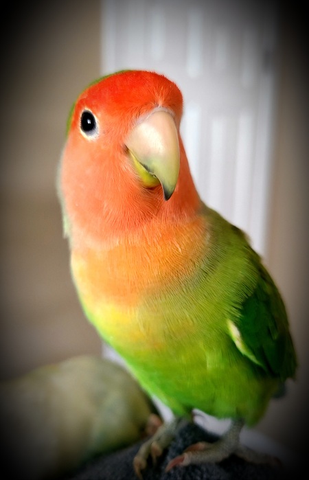 JJ