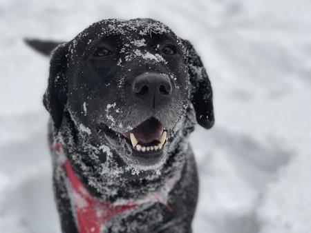 Whipowils Sweet Hellion aka Hellie