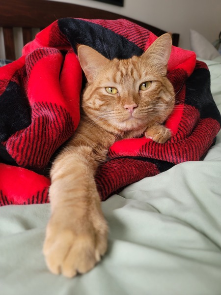 Gus