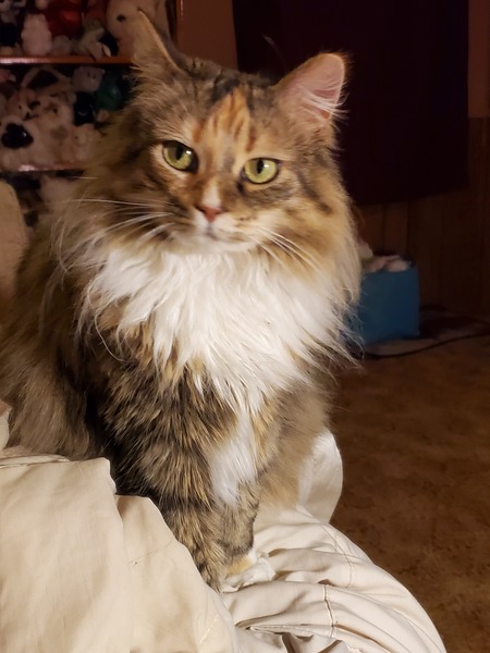 Gizzy