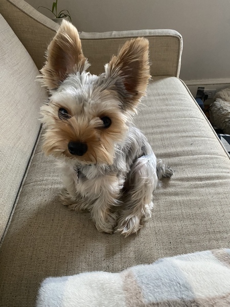 Finnegan 