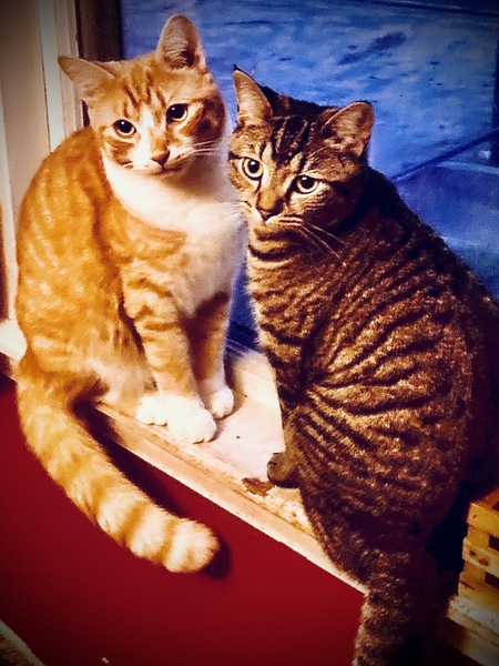 Nebula (Brookie) & Salmon
