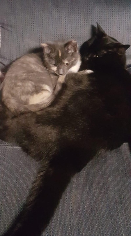 Shadow & Bella