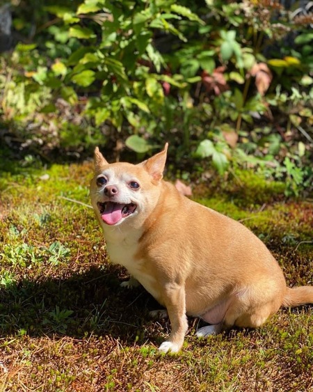 Peanut