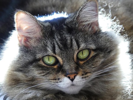 Zeus 