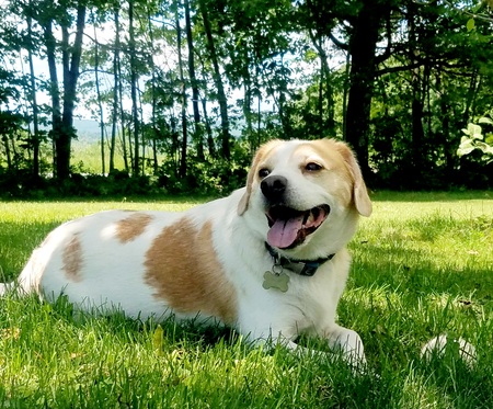 Buddy 