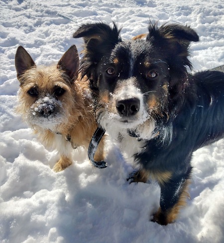 Skyler & Scout