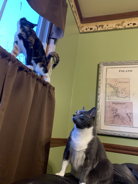 Millie and Pennica