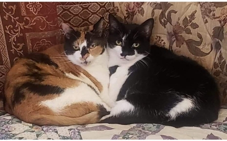 Wildflower & Cowzie 