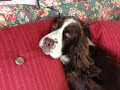 Molly