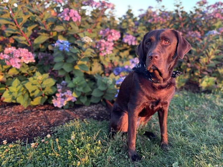 Basil