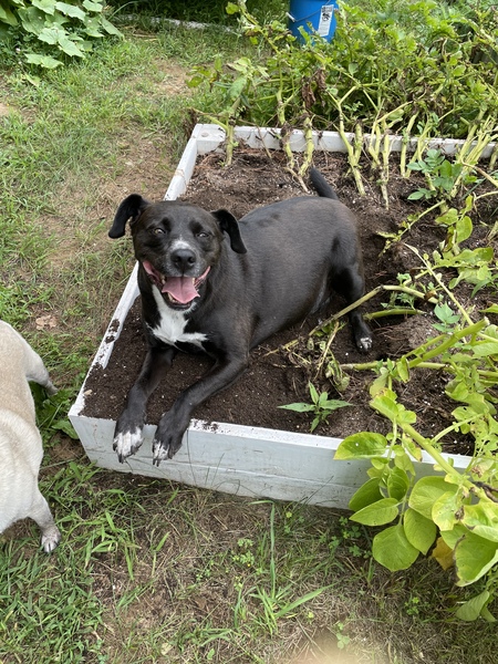 Duke
