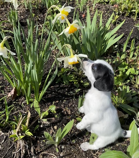 Rosie