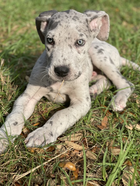 Shiloh