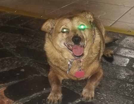 Mr. Barkley Pumpernickel 