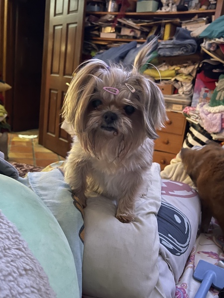 Miss Coco