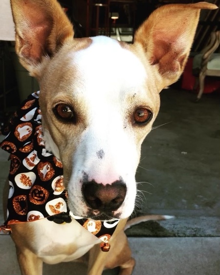 Scout