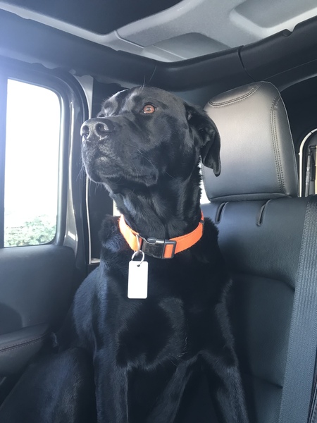 Prince Brody 