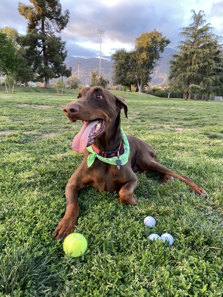 Buck