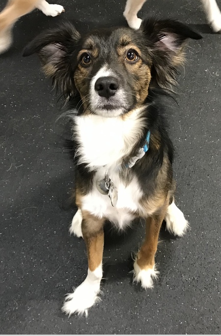 Ollie