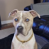 Entry image for Kingston Zavier