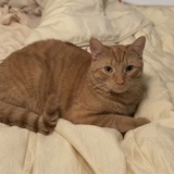 Entry image for Avicii