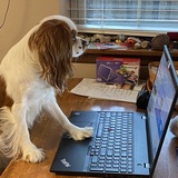 Entry image for Rafa Jr