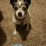 Entry image for Nellie