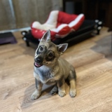 Entry image for Zelda Jean