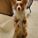 Entry image for Levi