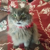 Entry image for Rascal 