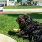 Entry image for Scout