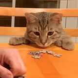 Entry image for Fonzie