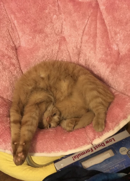 Entry image for Avicii. Clicking this image will show a larger photo