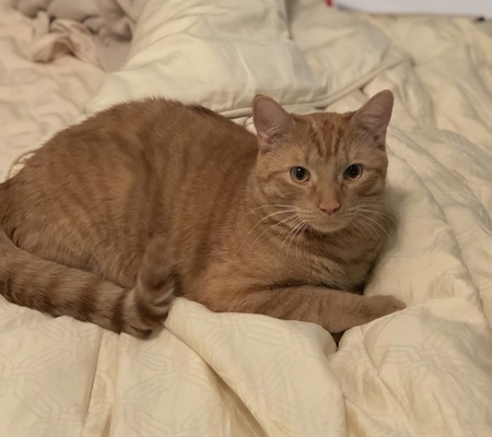 Entry image for Avicii. Clicking this image will show a larger photo