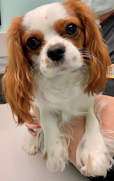 Entry image for Rafa Jr.. Clicking this image will show a larger photo