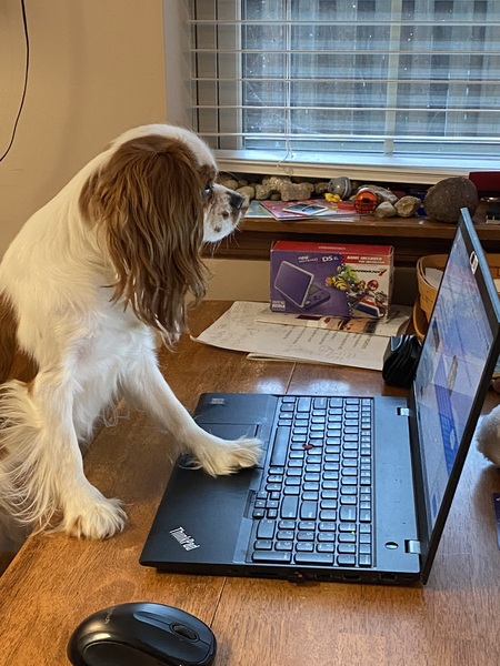 Entry image for Rafa Jr. Clicking this image will show a larger photo