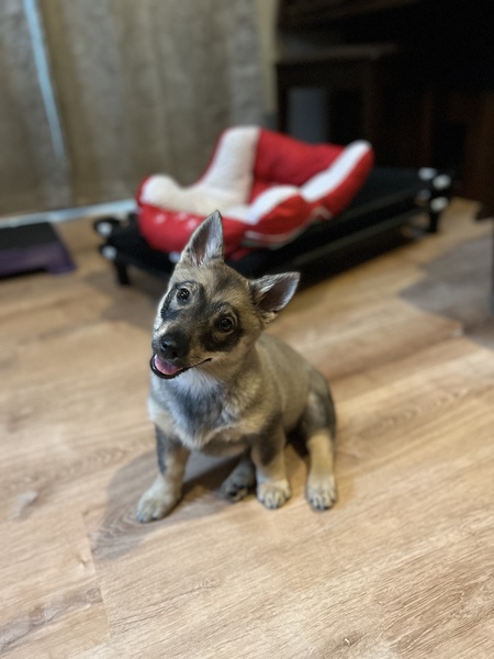 Entry image for Zelda Jean. Clicking this image will show a larger photo