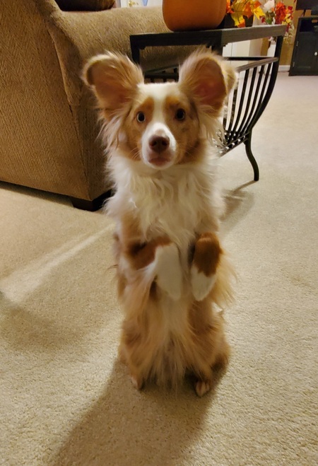 Entry image for Levi. Clicking this image will show a larger photo