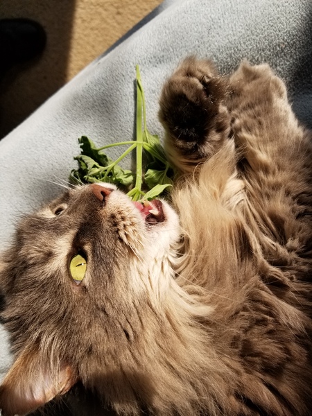 Entry image for Rascal. Clicking this image will show a larger photo