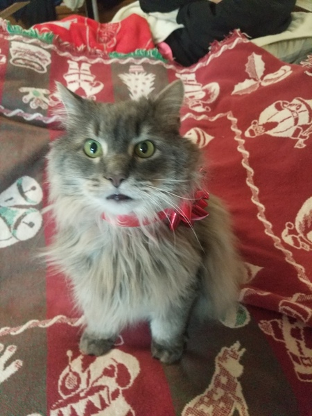 Entry image for Rascal . Clicking this image will show a larger photo