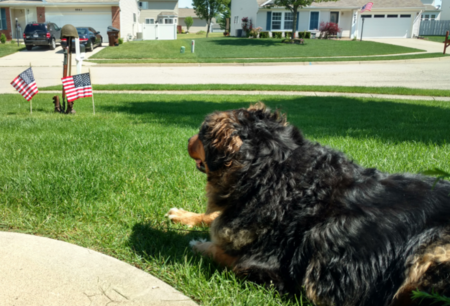 Entry image for Scout. Clicking this image will show a larger photo