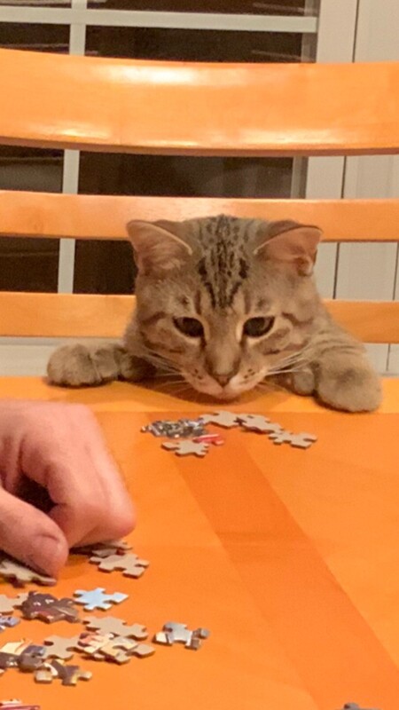 Entry image for Fonzie. Clicking this image will show a larger photo